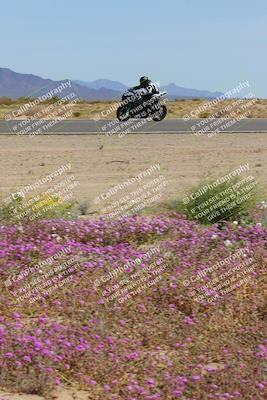 media/Mar-12-2023-SoCal Trackdays (Sun) [[d4c8249724]]/Turn 15 Inside Bloom (130pm)/